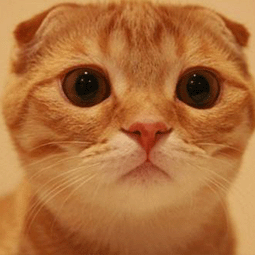 苹果天行使用教程